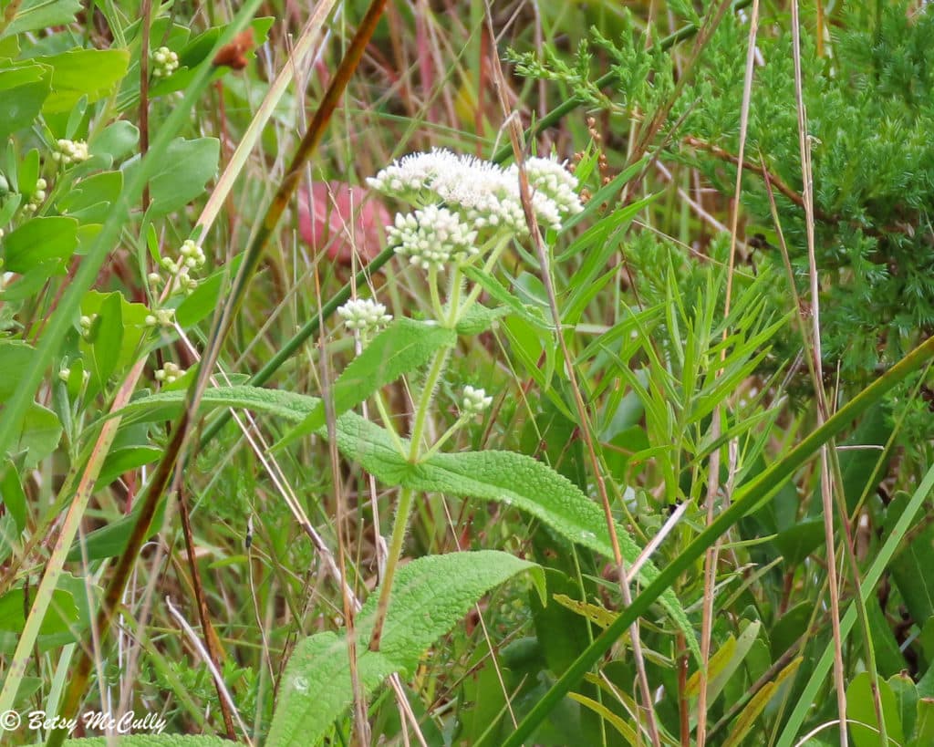 New York Wildflower Gallery New York Nature