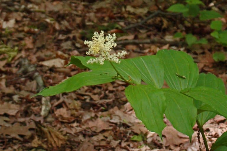 New York Wildflower Gallery New York Nature