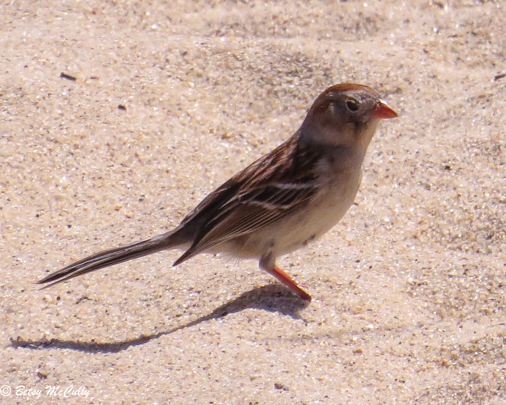 Photo of Field Sparrow