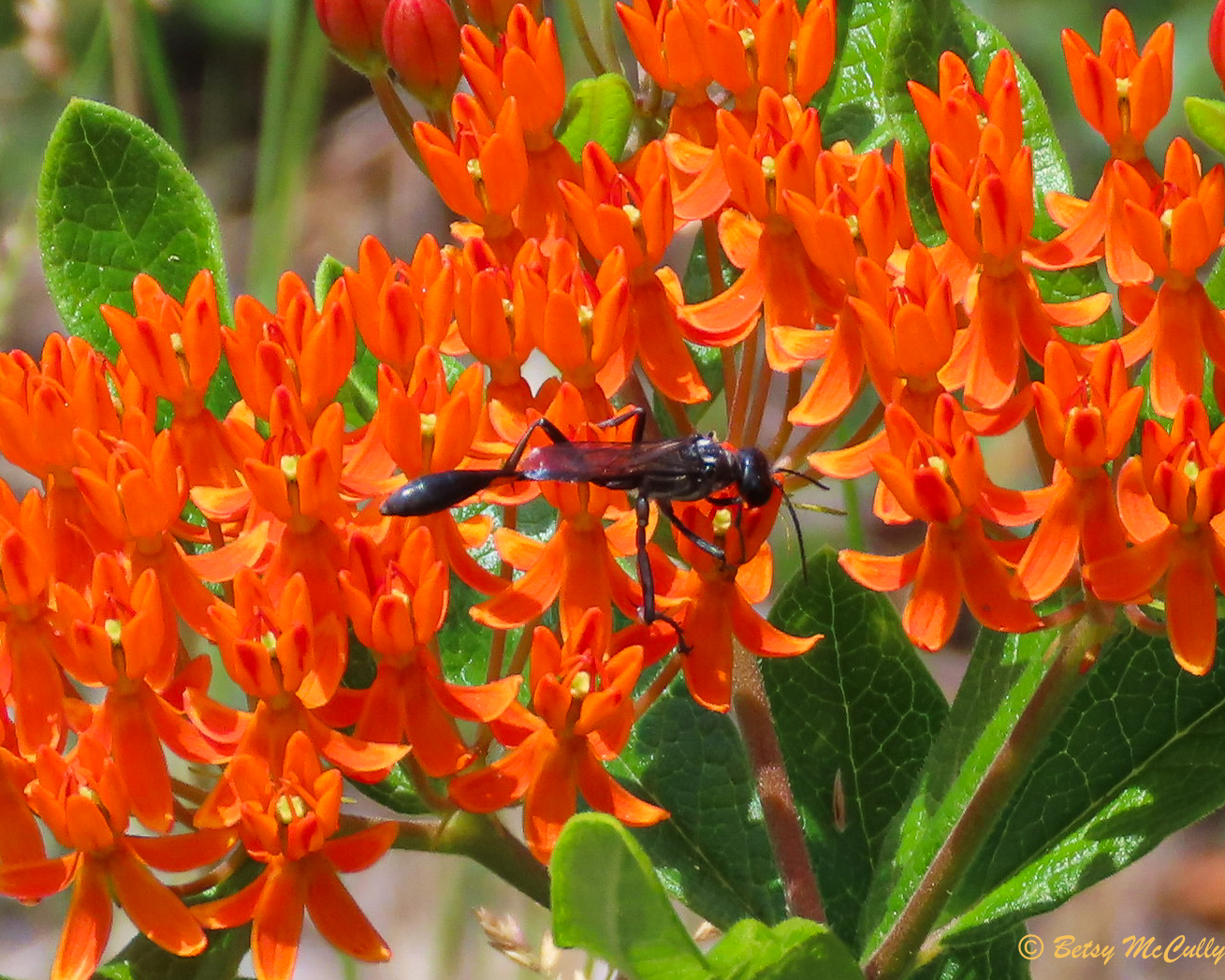 photo of butterfly weed and wasp