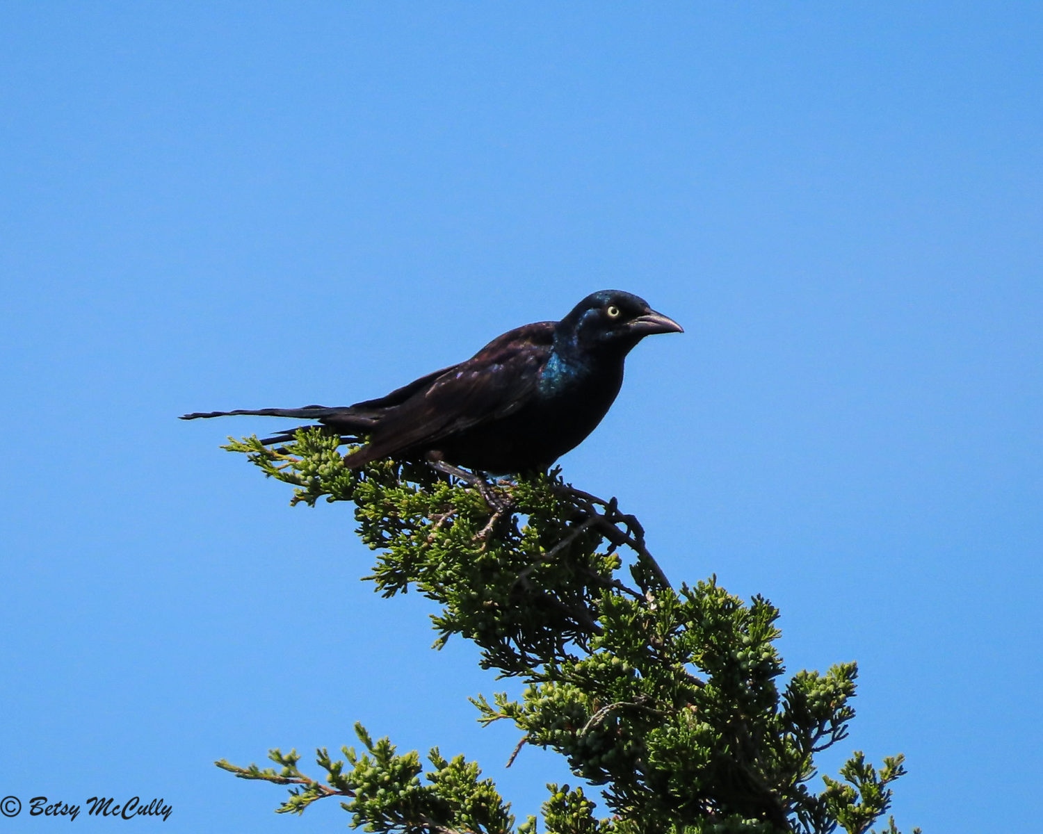 Photo of Common Grackle male on treetop