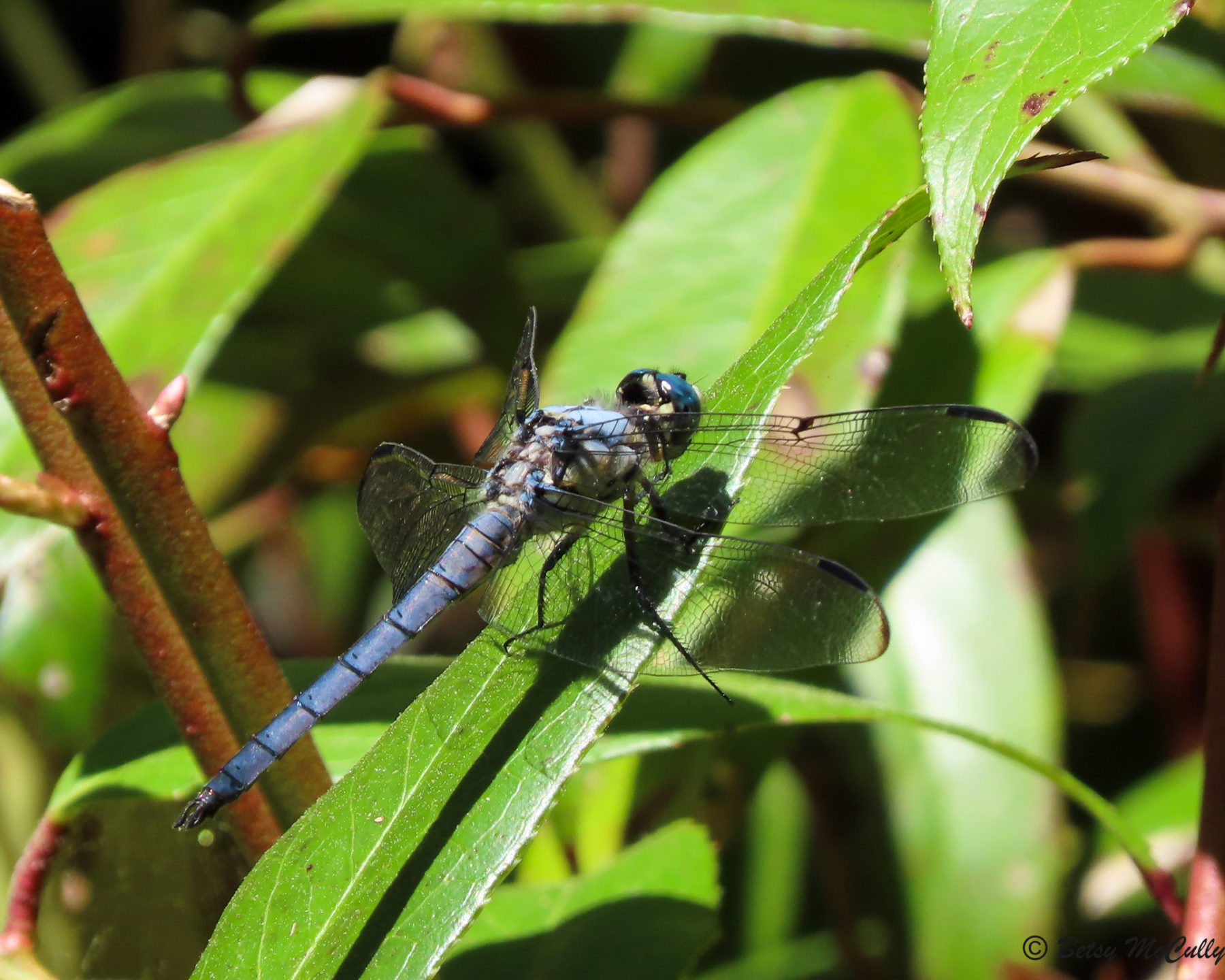 Photo of Great Blue Skimmer male