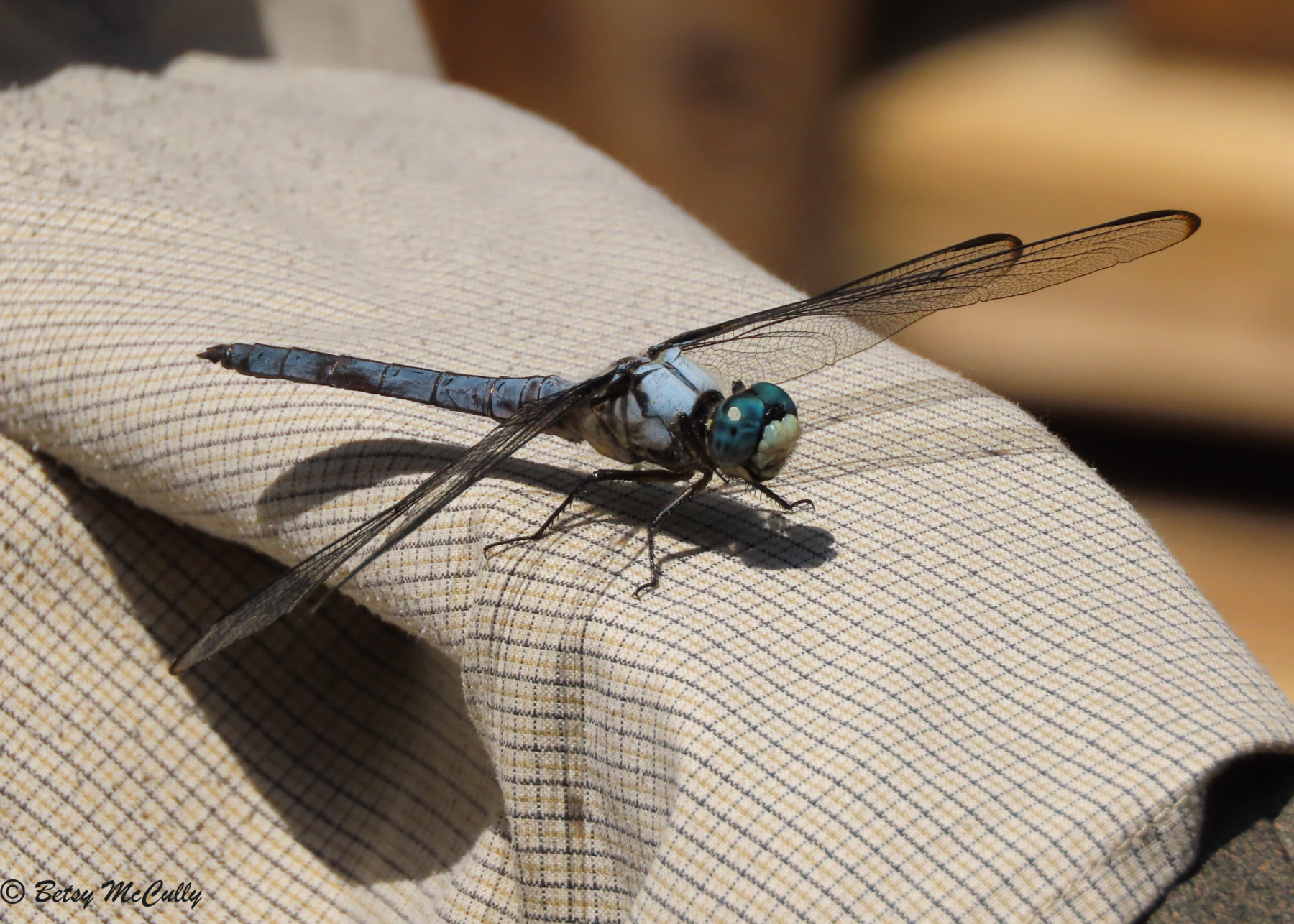 photo of Great Blue Skimmer