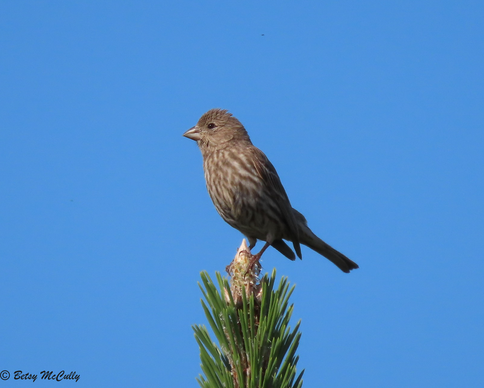 Photo of House Finch female