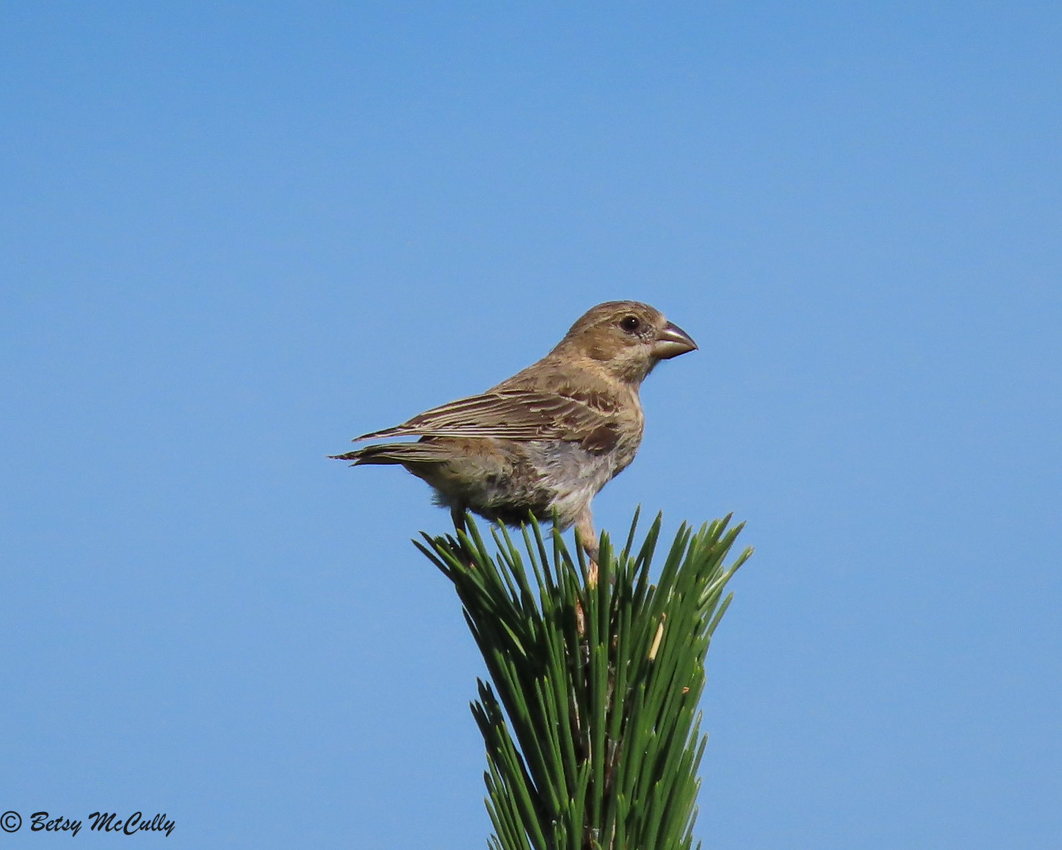 Photo of House Finch juvenile