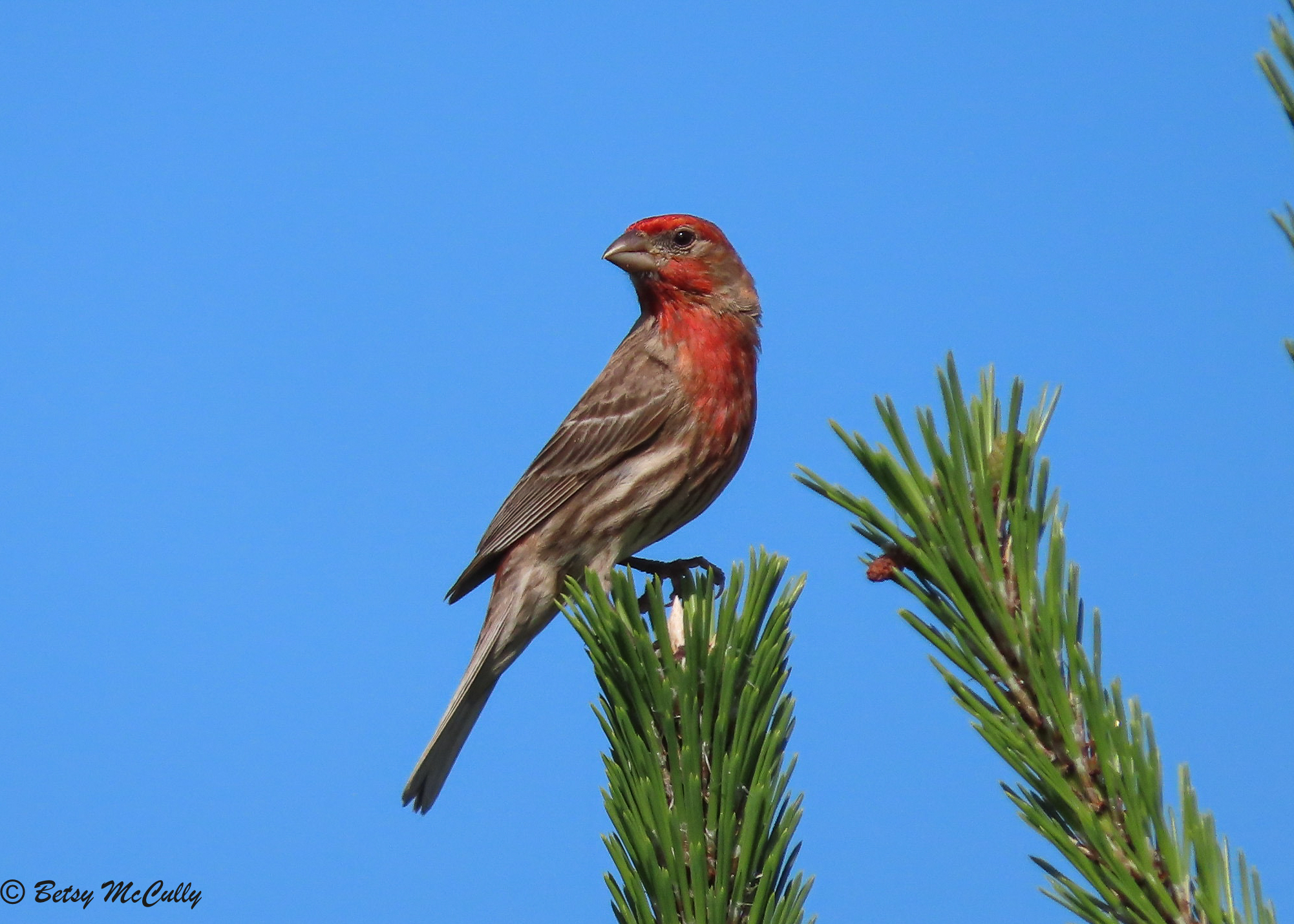 Photo of House Finch male