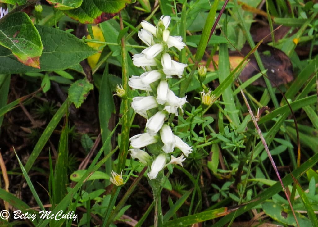 New York Wildflower Gallery New York Nature