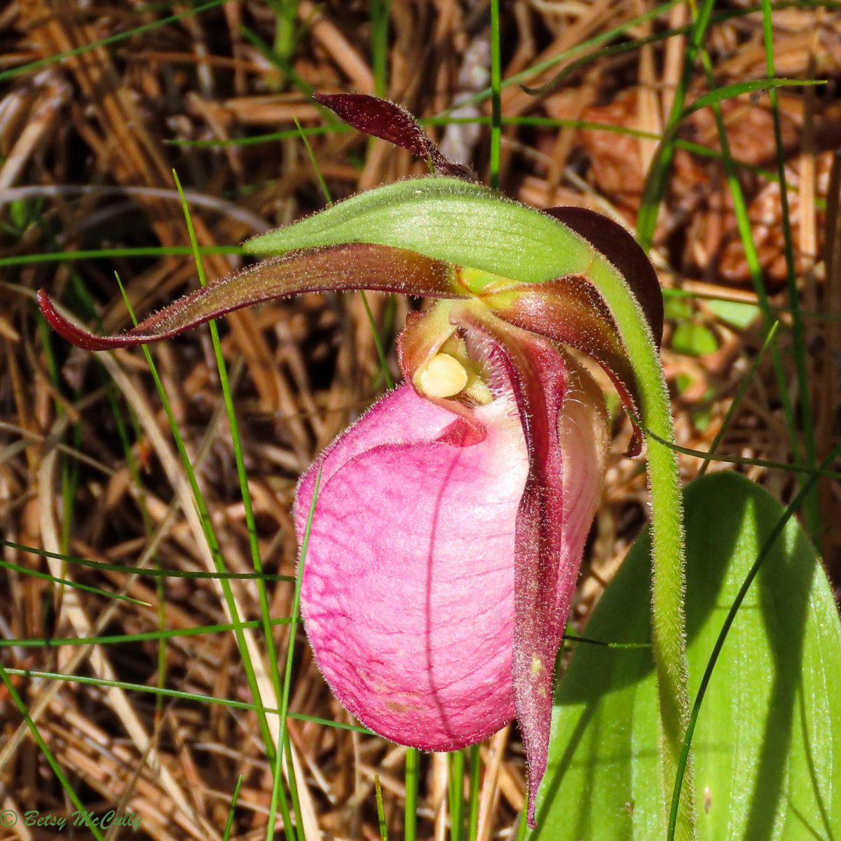 Photo of Pink Lady&#039;s Slipper
