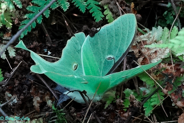 Photo of Luna Moth