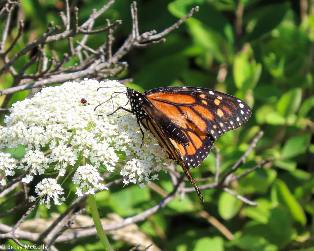 New York Wildflower Gallery New York Nature