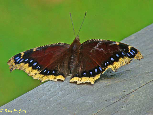 Photo of Mourning Cloak butterfly
