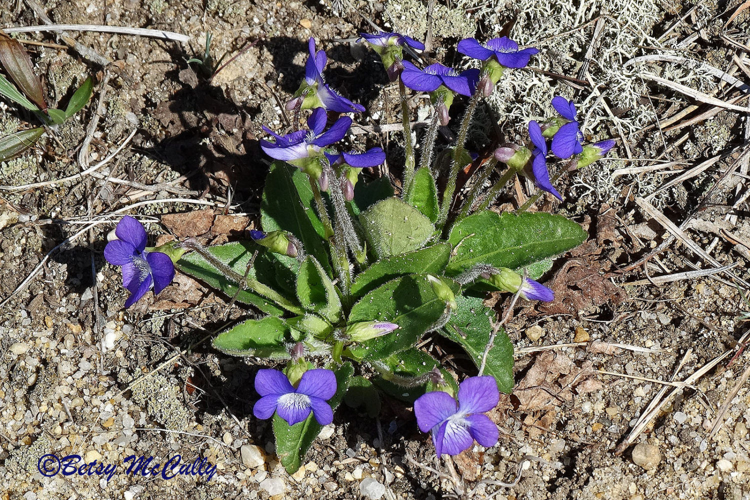 Photo of Northern Downy Violet