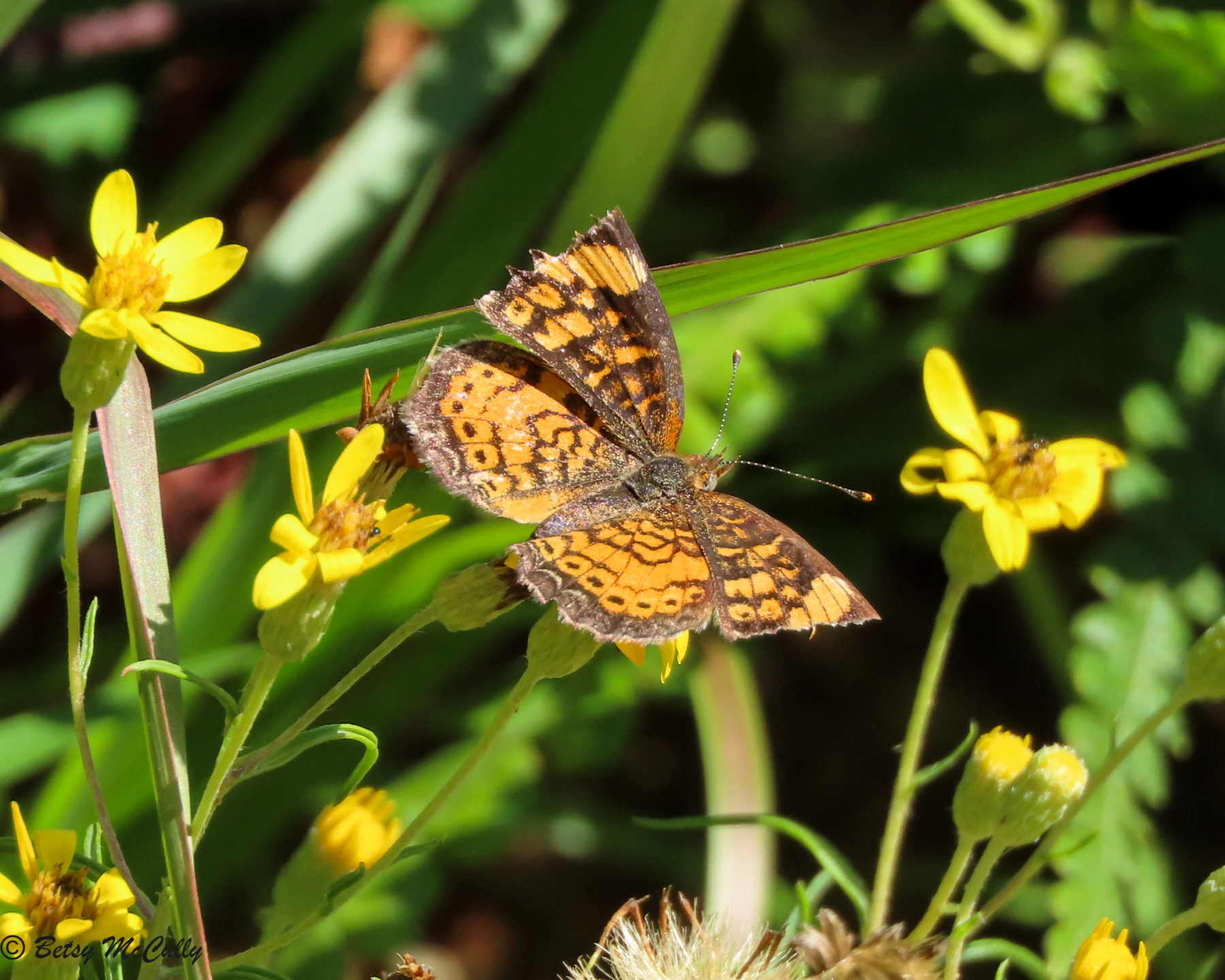 Photo of Pearl Crescent in golden-aster