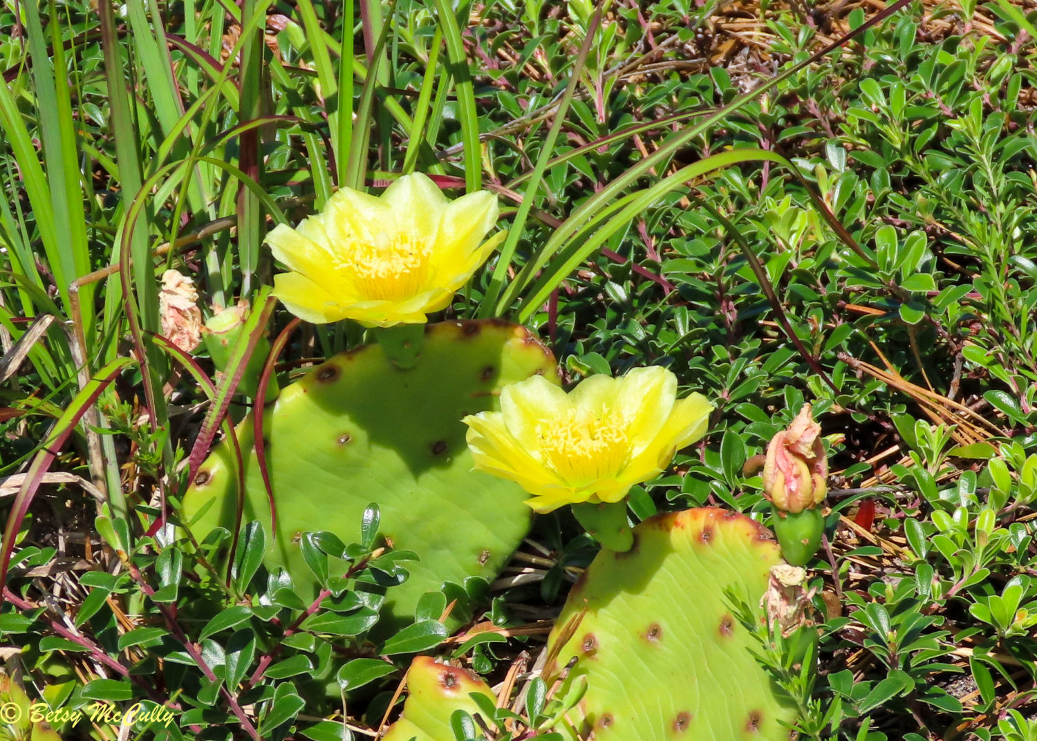 photo of Prickly Pear