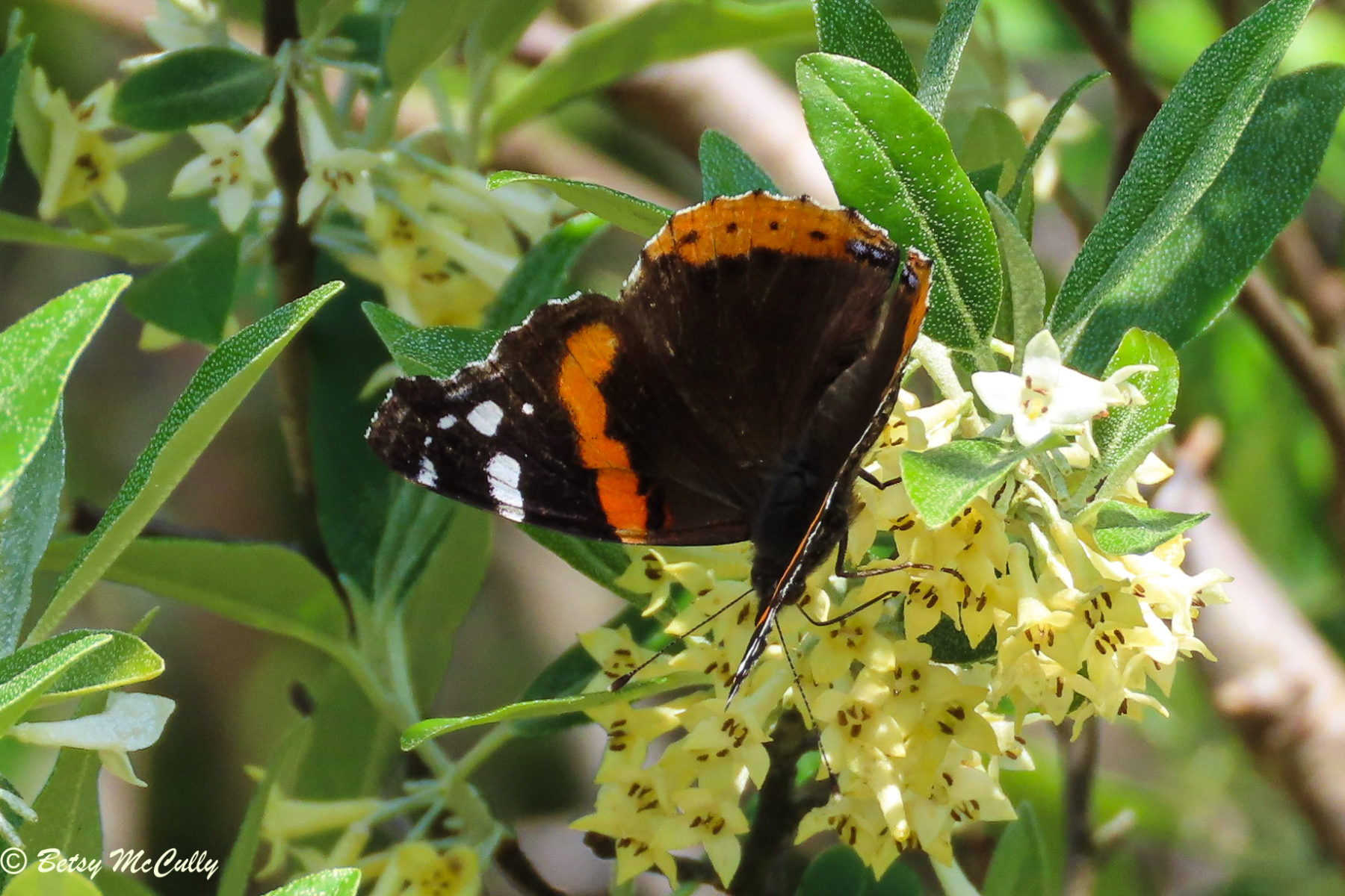 Photo of Red Admiral nectaring in Russian Olive