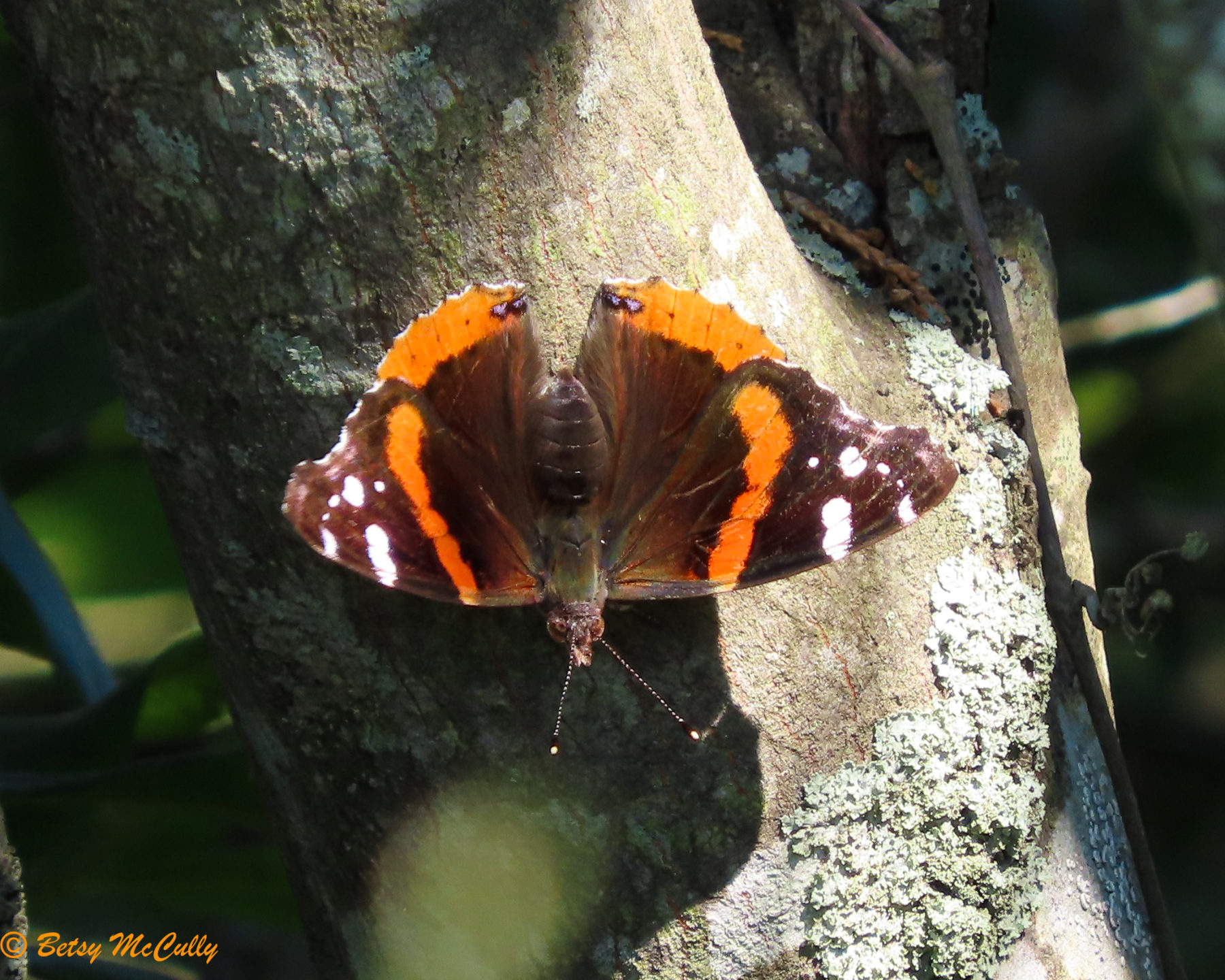 Photo of Red Admiral on tree trunk