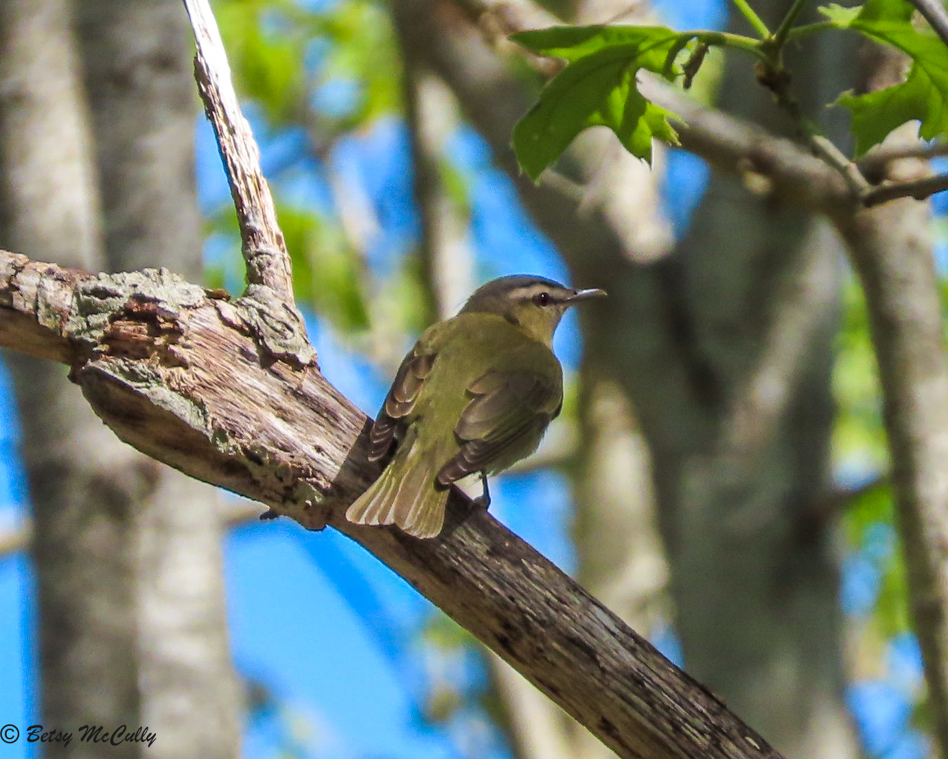 Photo of Red-eyed Vireo
