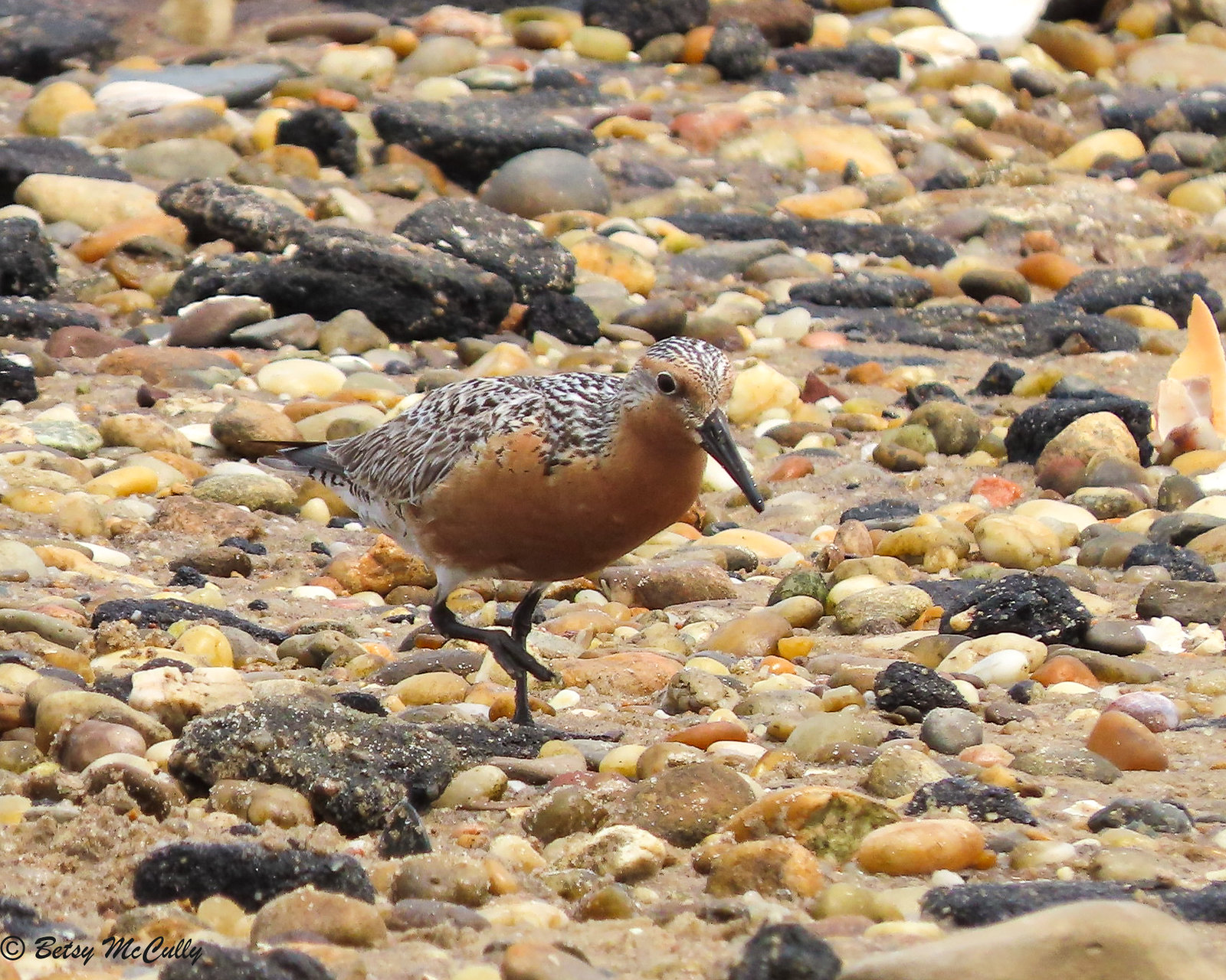 Photo of Red Knot