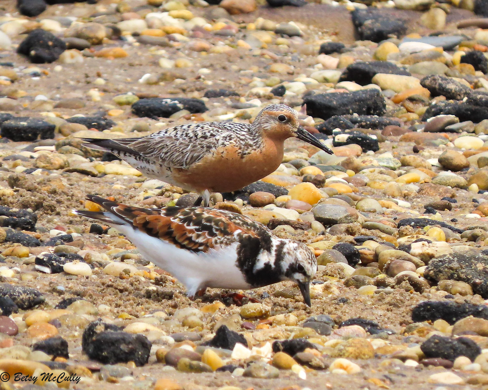 Photo of Red Knot and Ruddy Turnstone