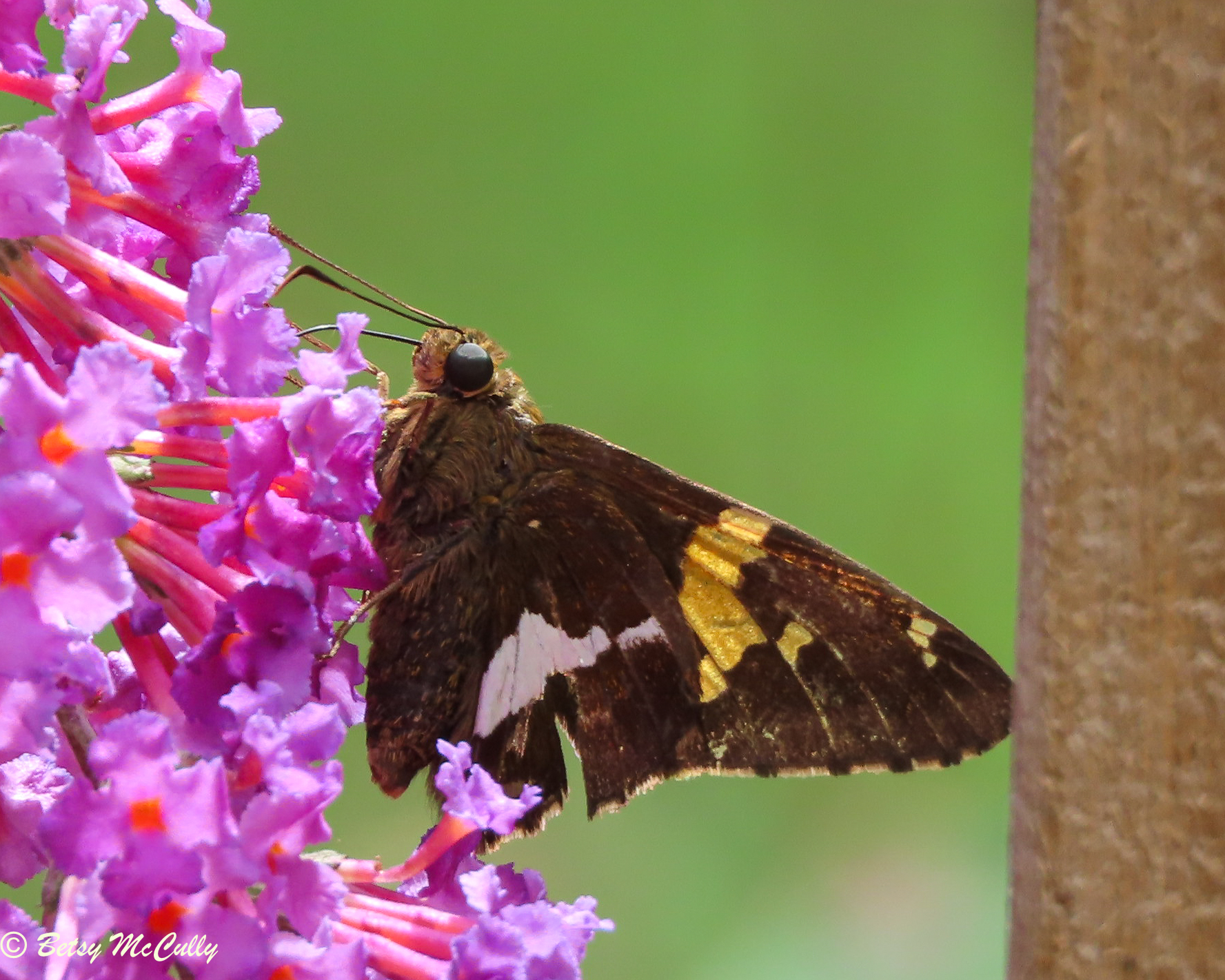 Photo of Silver-spotted Skipper in buddleia