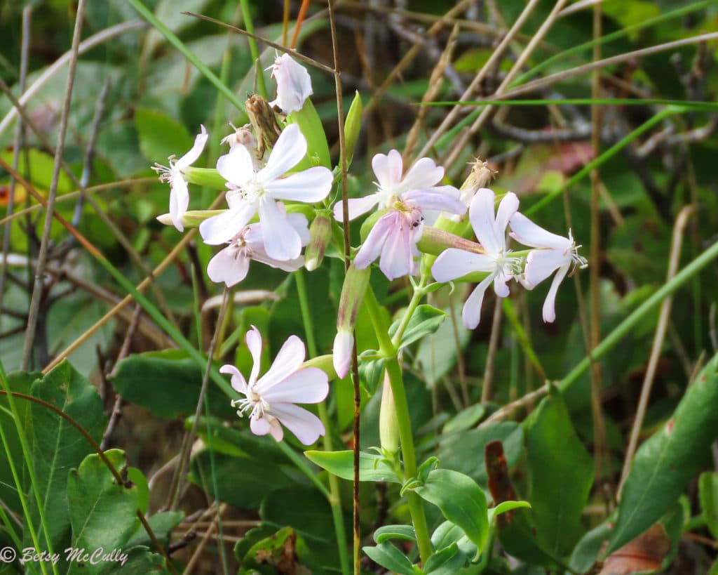 New York Wildflower Gallery New York Nature