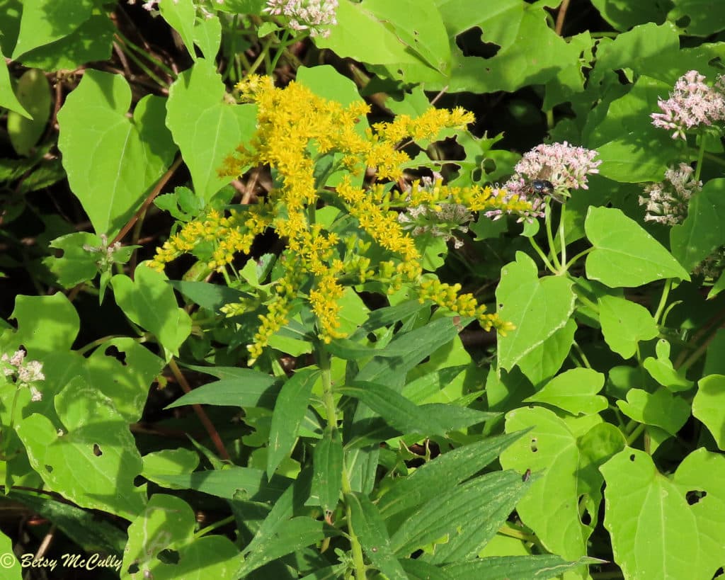 New York Wildflower Gallery New York Nature