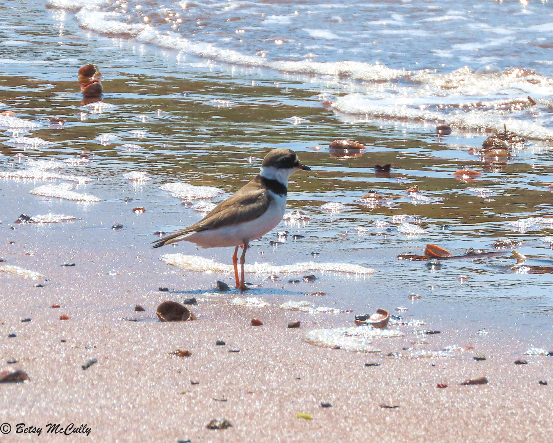 Photo of Semipalmated Plover