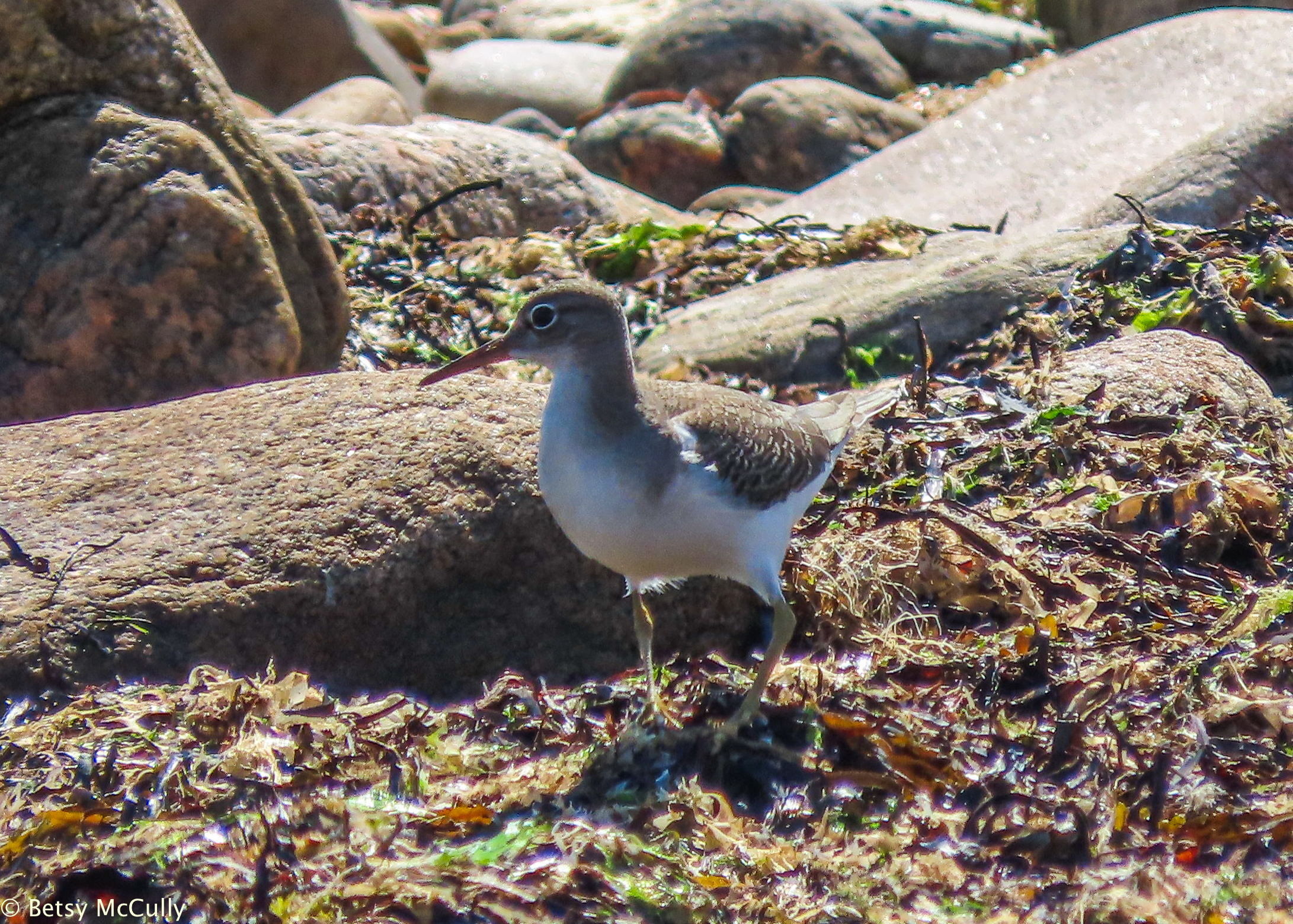 Photo of Spotted Sandpiper