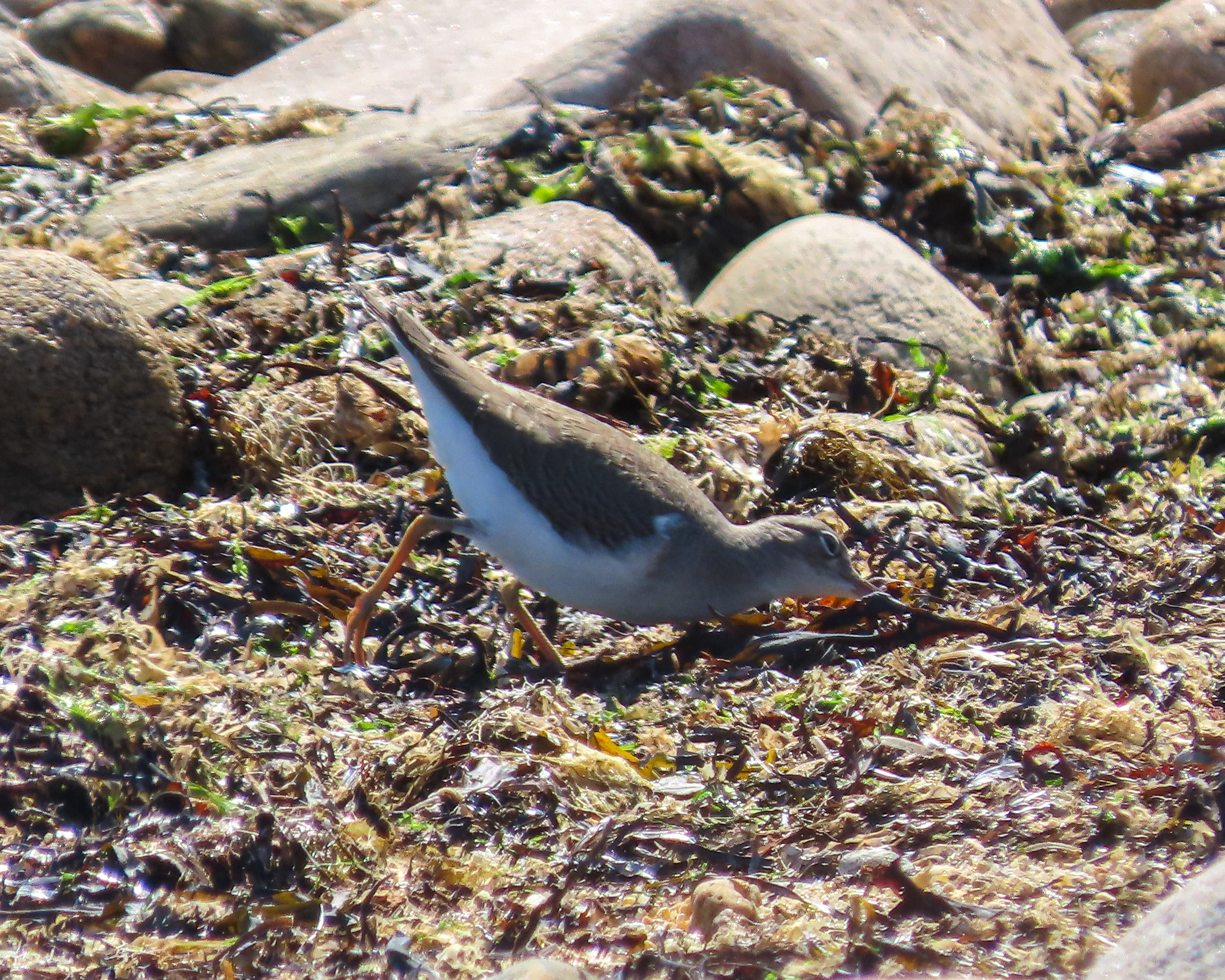 Photo of Spotted Sandpiper juvenile