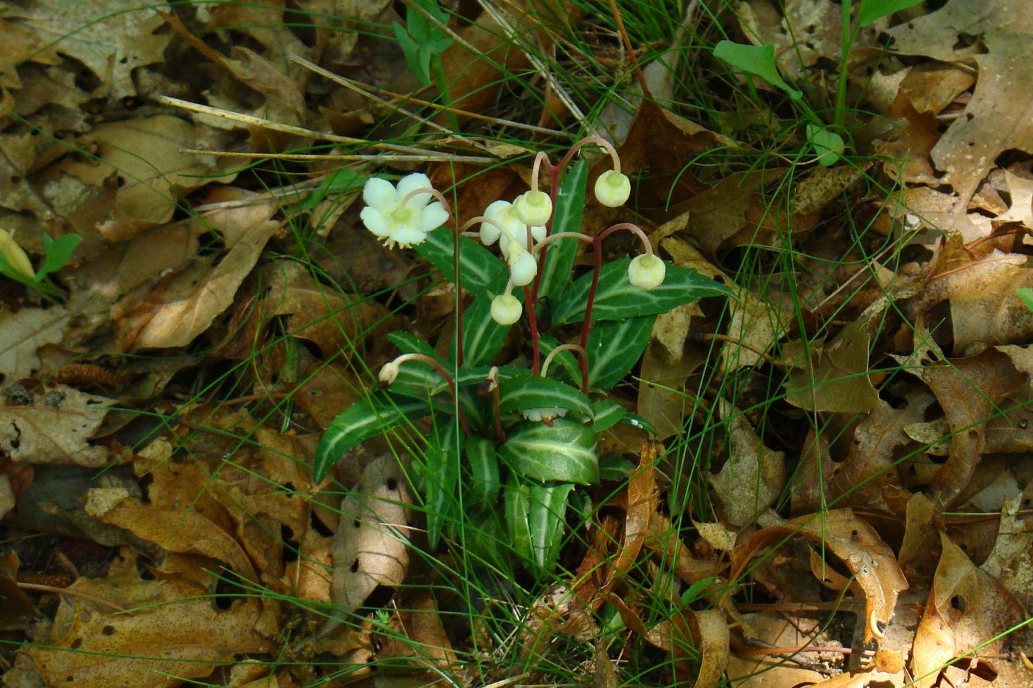 photo of Spotted Wintergreen