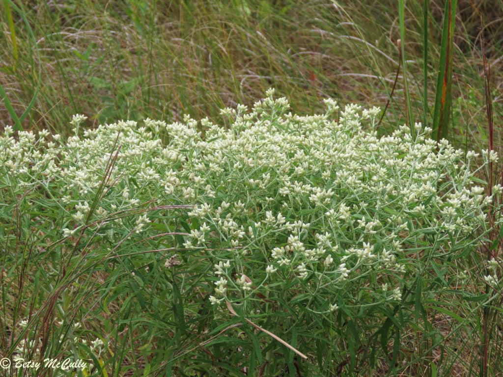 New York Wildflower Gallery New York Nature