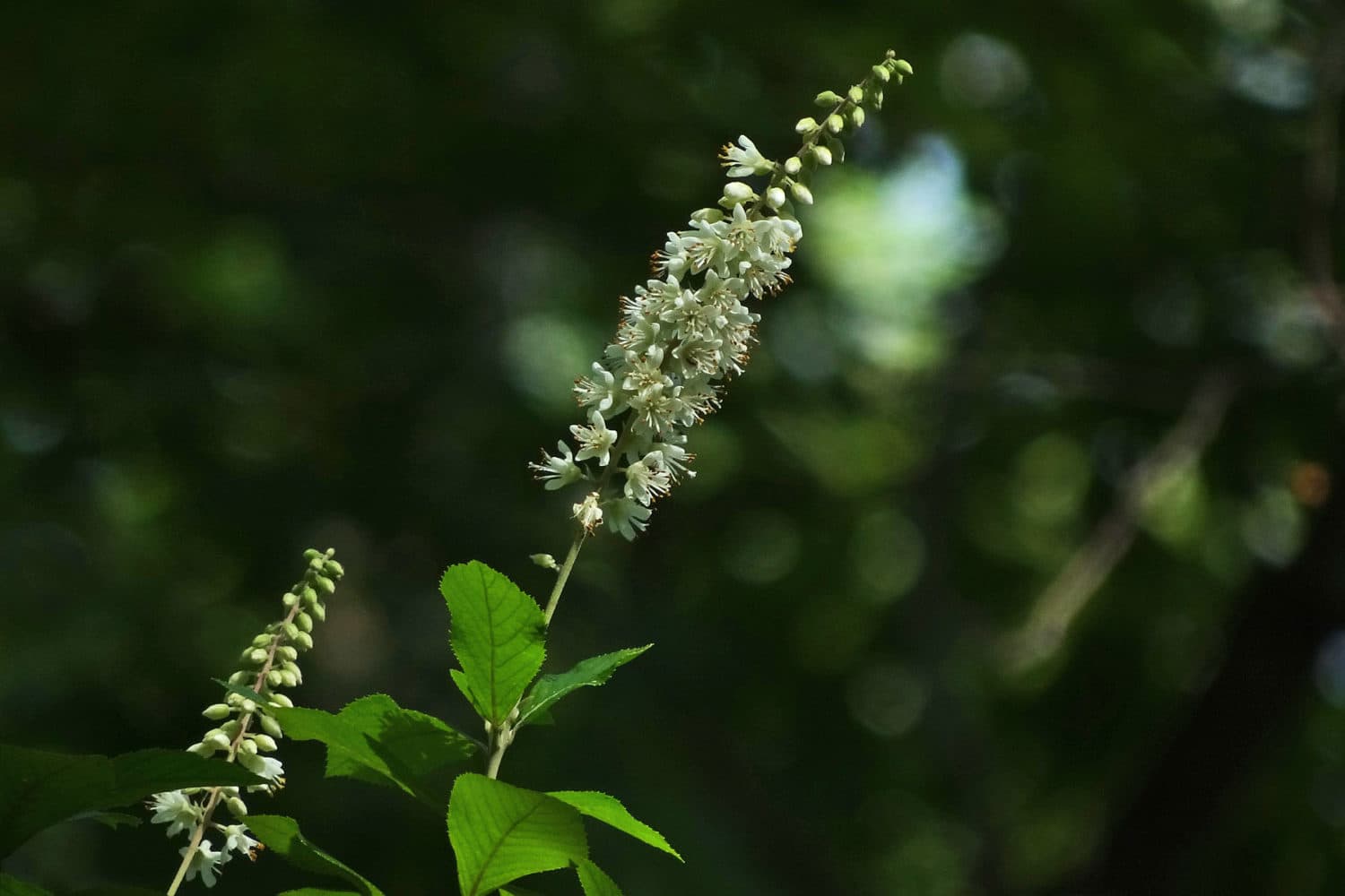 Coastal Sweet Pepperbush (Clethra alnifolia) New York Nature by Betsy