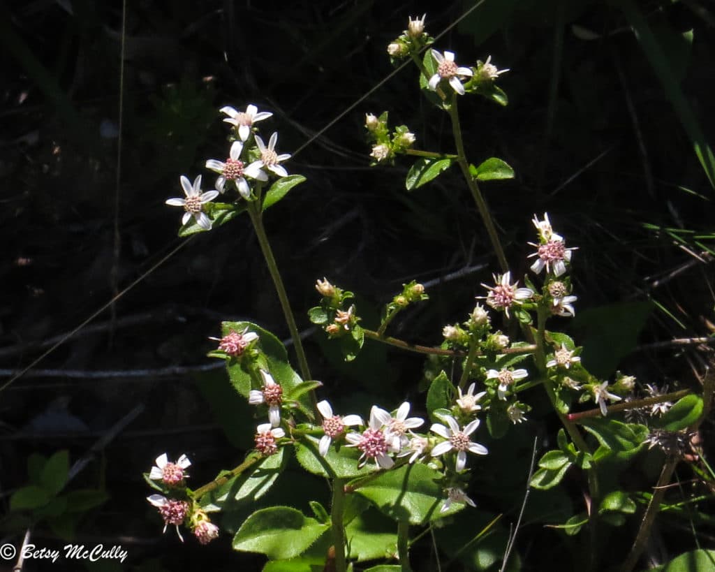 New York Wildflower Gallery New York Nature