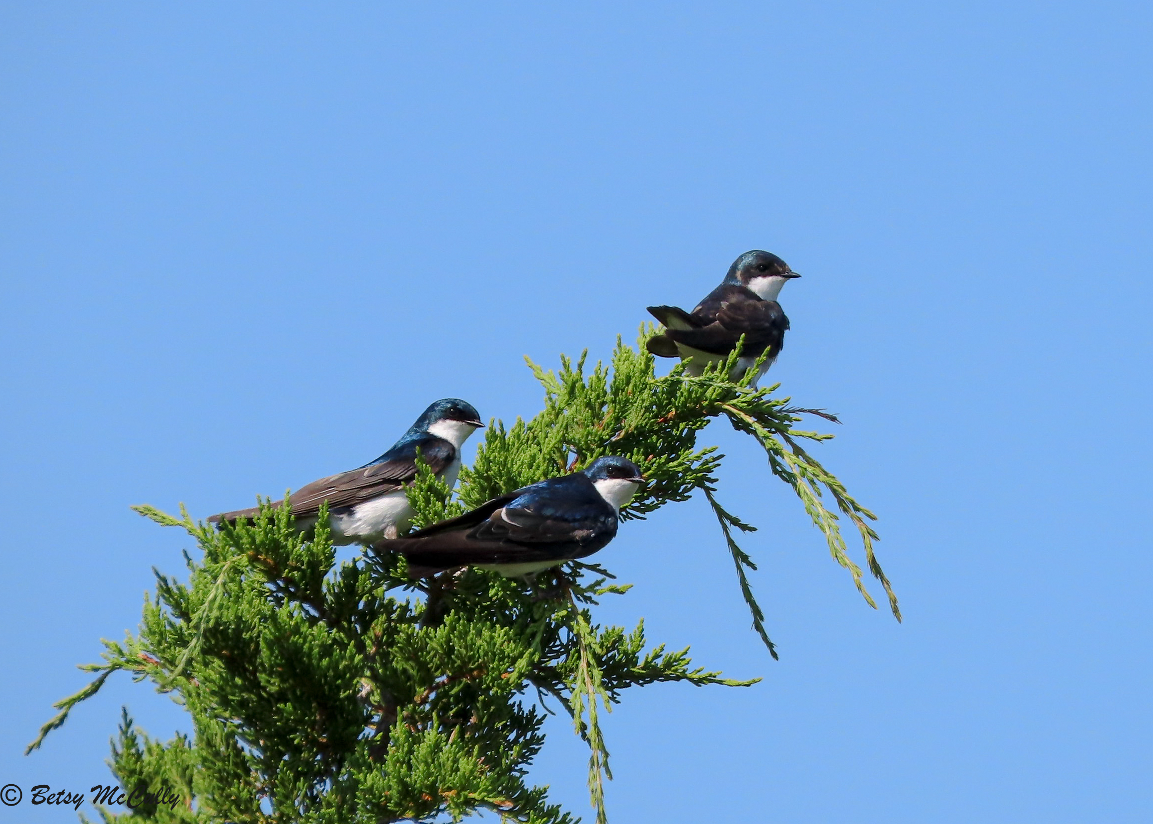 photo of Tree Swallows