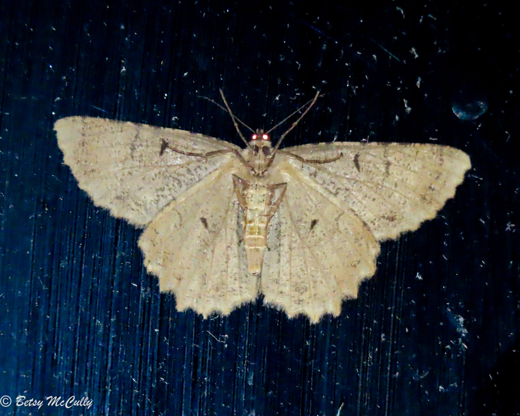 Photo of Tulip Tree Beauty Moth ventral view
