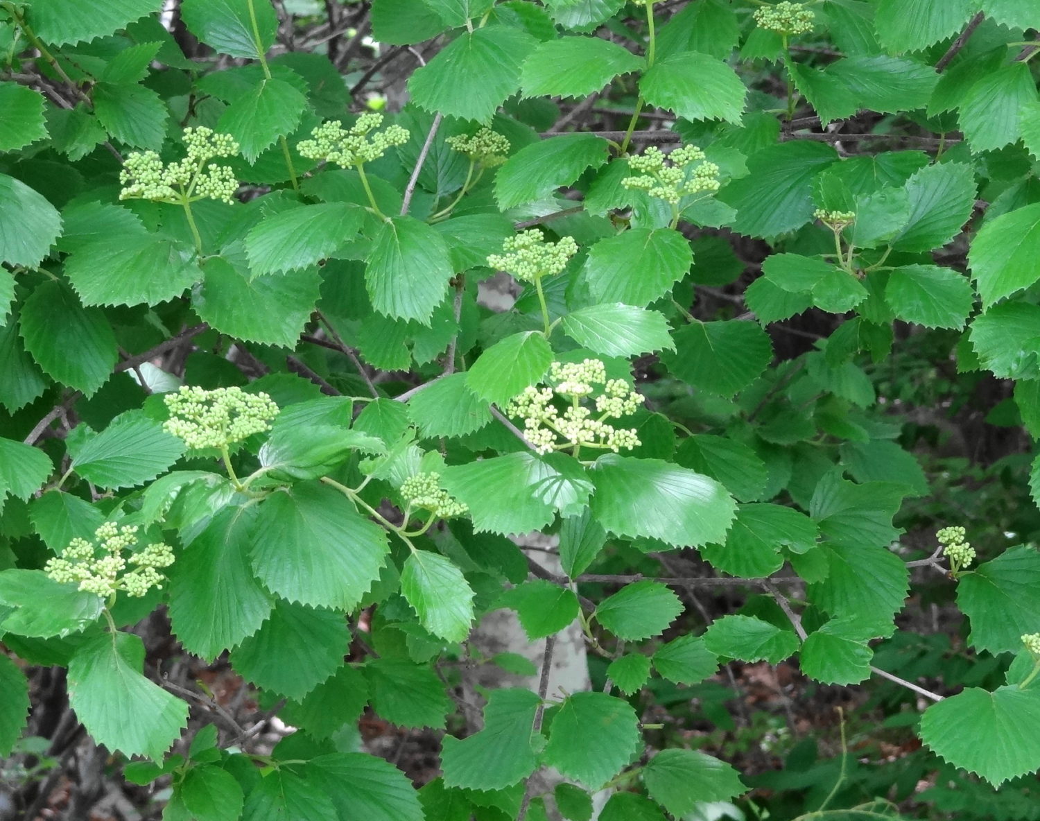 Photo of flowering Arrowwood