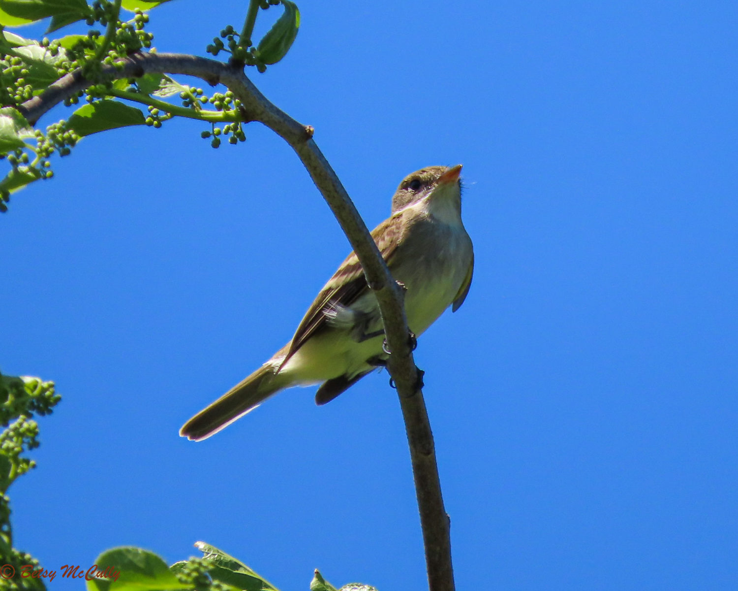 Photo of Willow Flycatcher