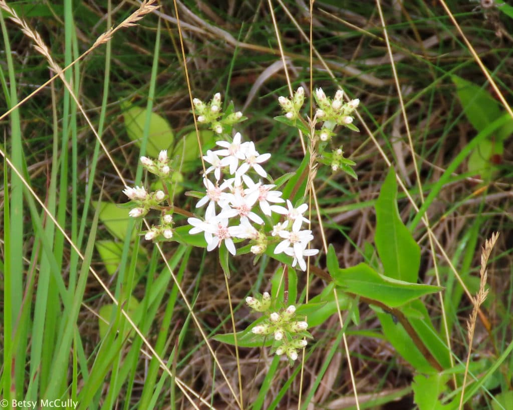 New York Wildflower Gallery New York Nature