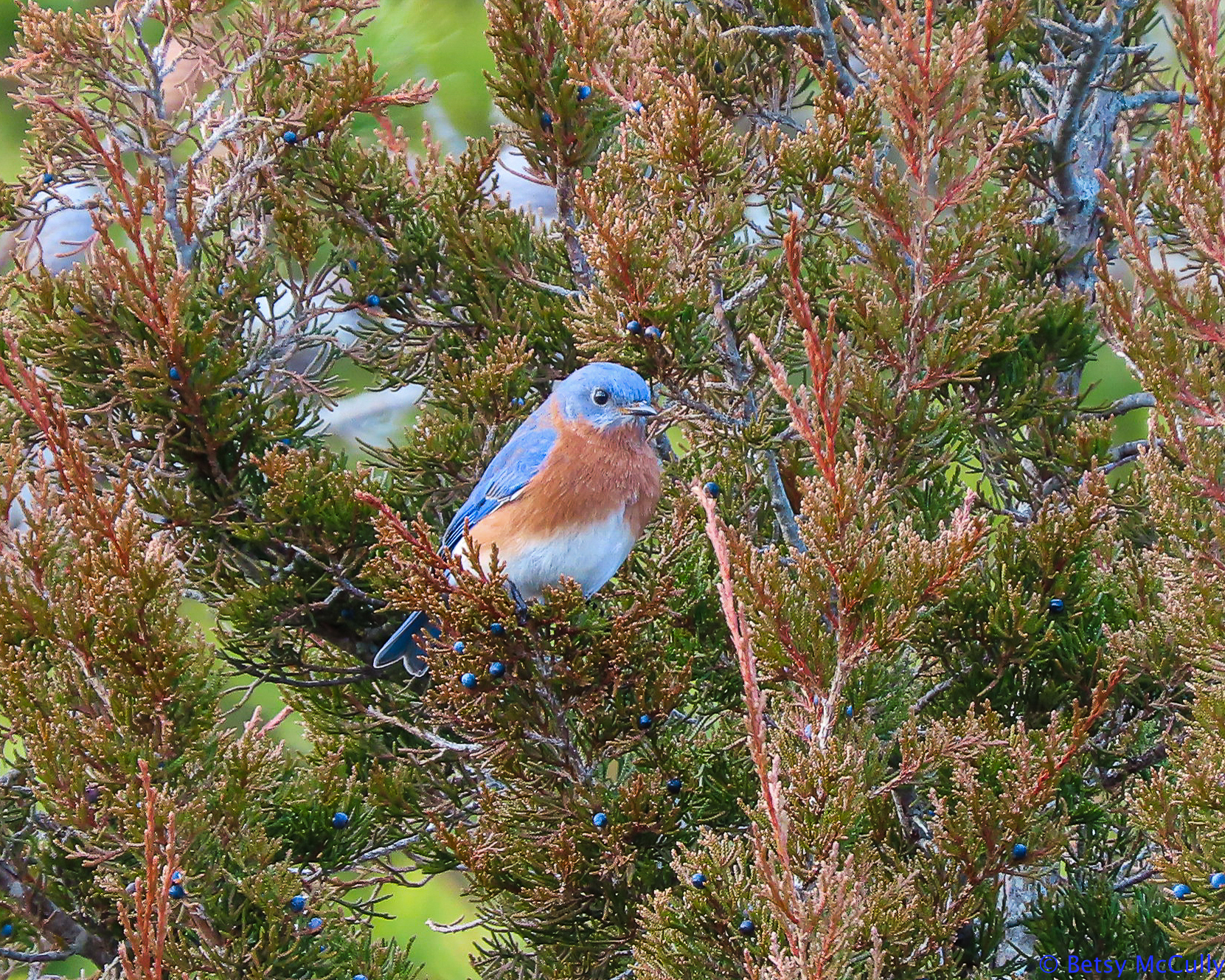 photo of bluebird male