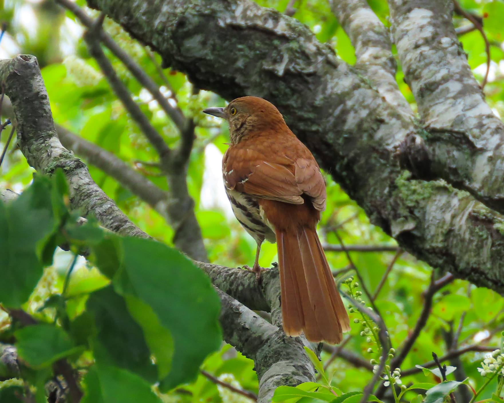 Brown Thrasher (Toxostoma rufum) | New York Nature