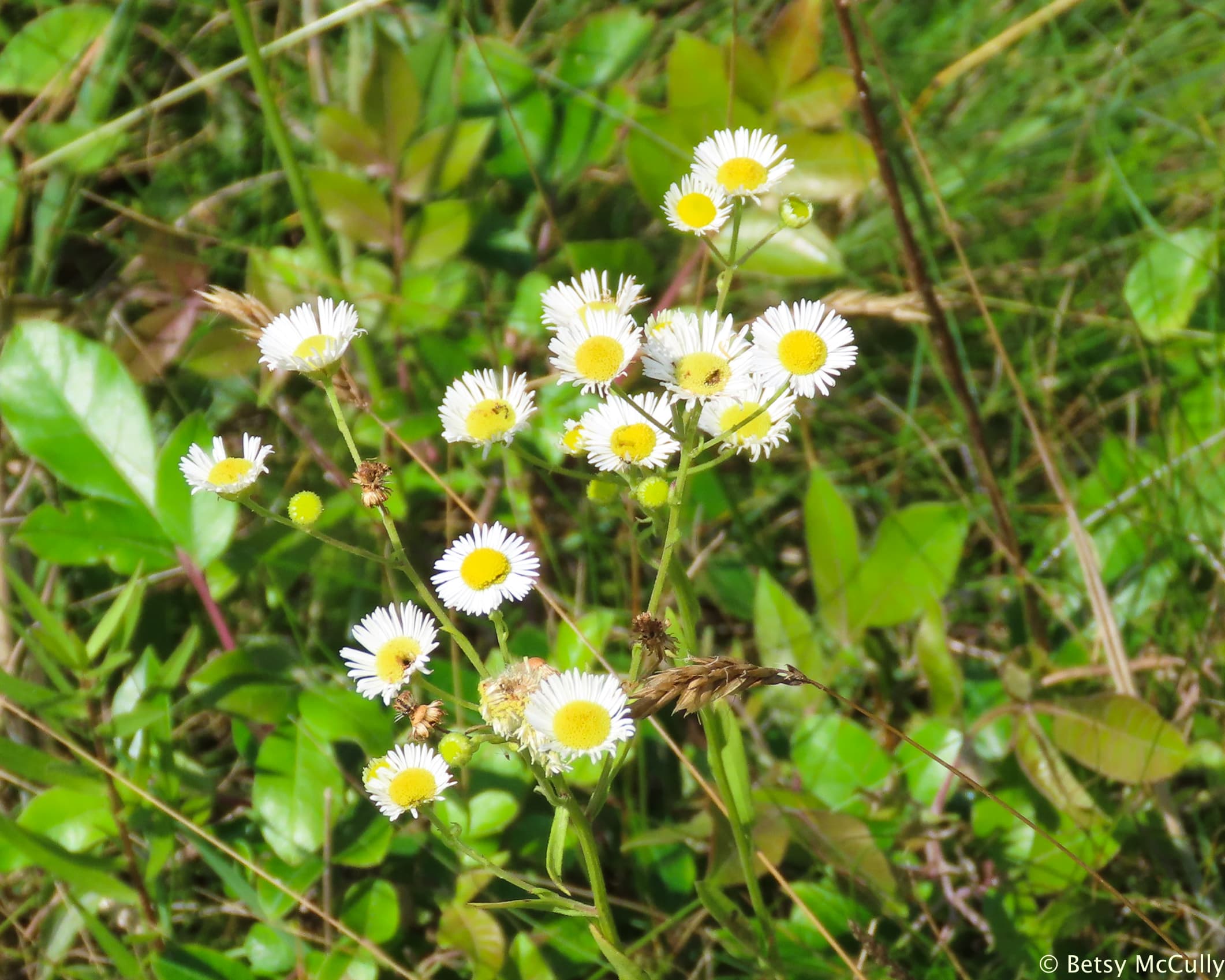 Daisy Fleabane (Erigeron annuus New York Nature