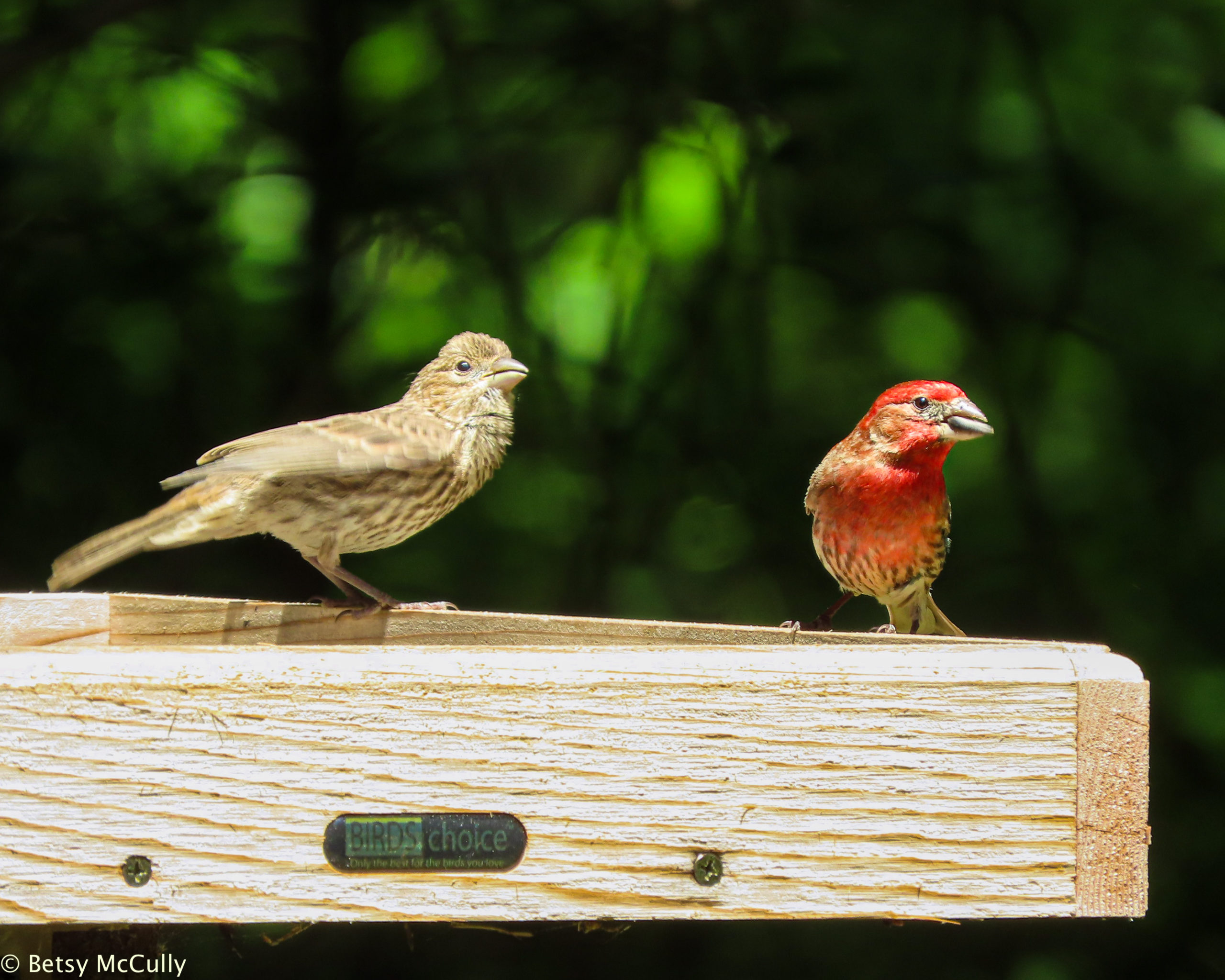 Photo of House Finches