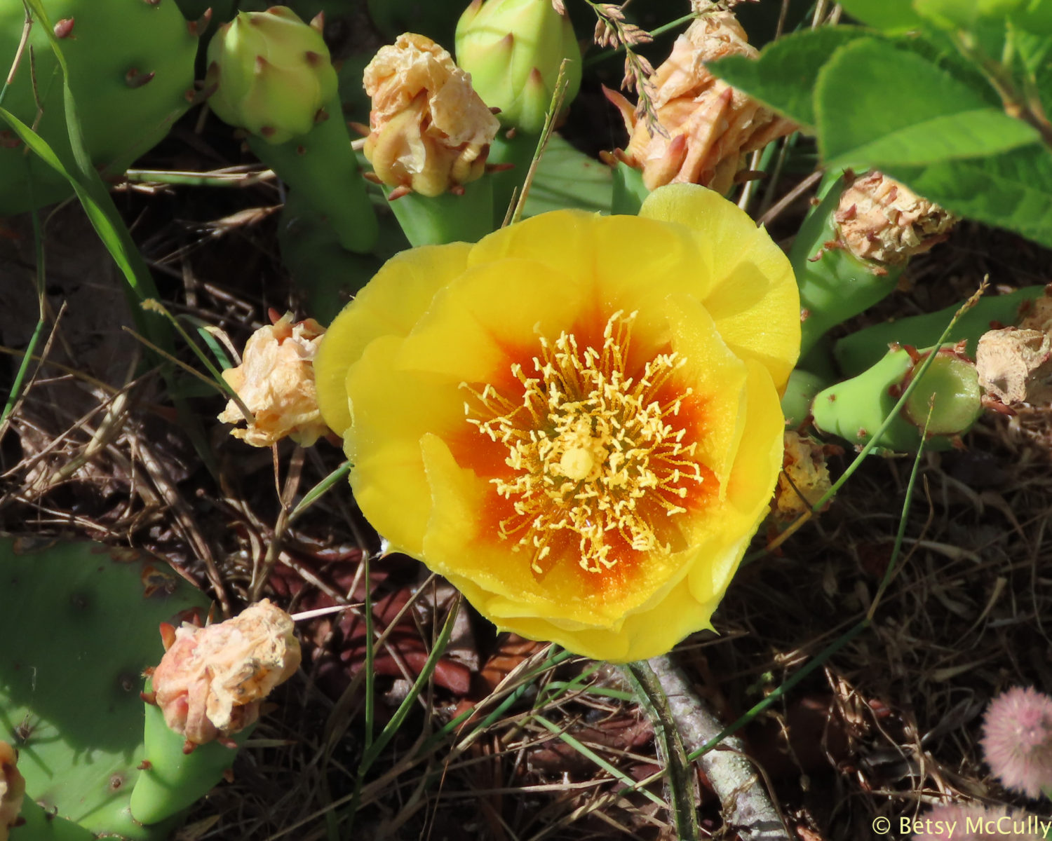 Photo of cactus flower