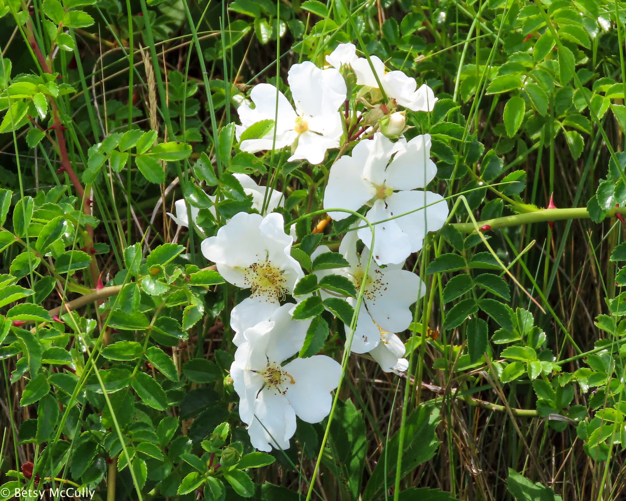 New York Wildflower Gallery New York Nature