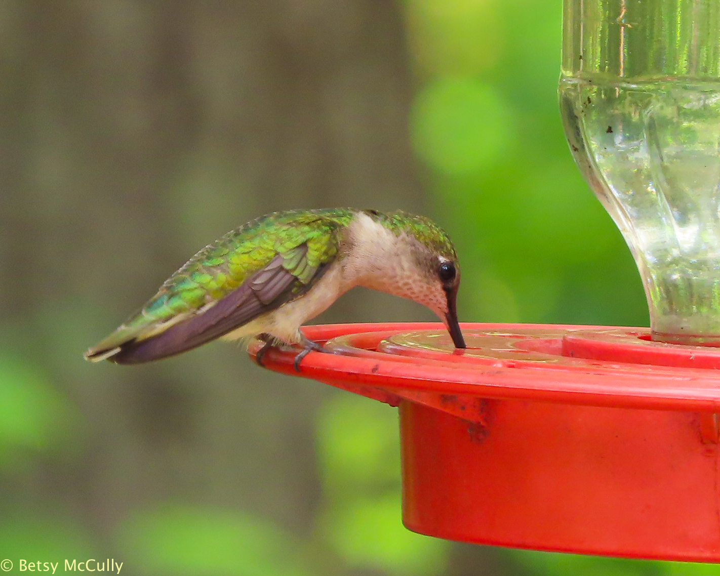 Photo of female Ruby-throated Hummingbird