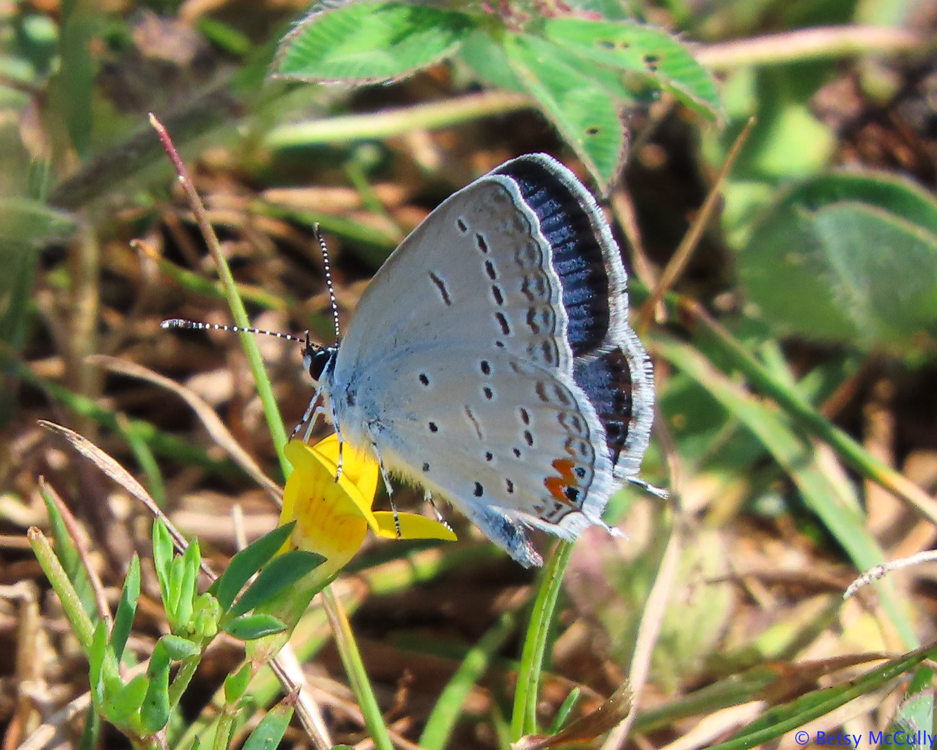 Photo of Eastern Tailed-blue