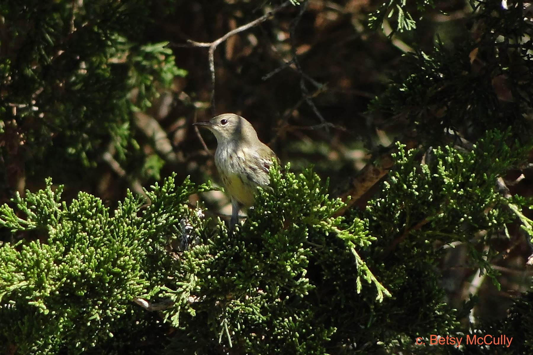 photo of Cape May Warbler