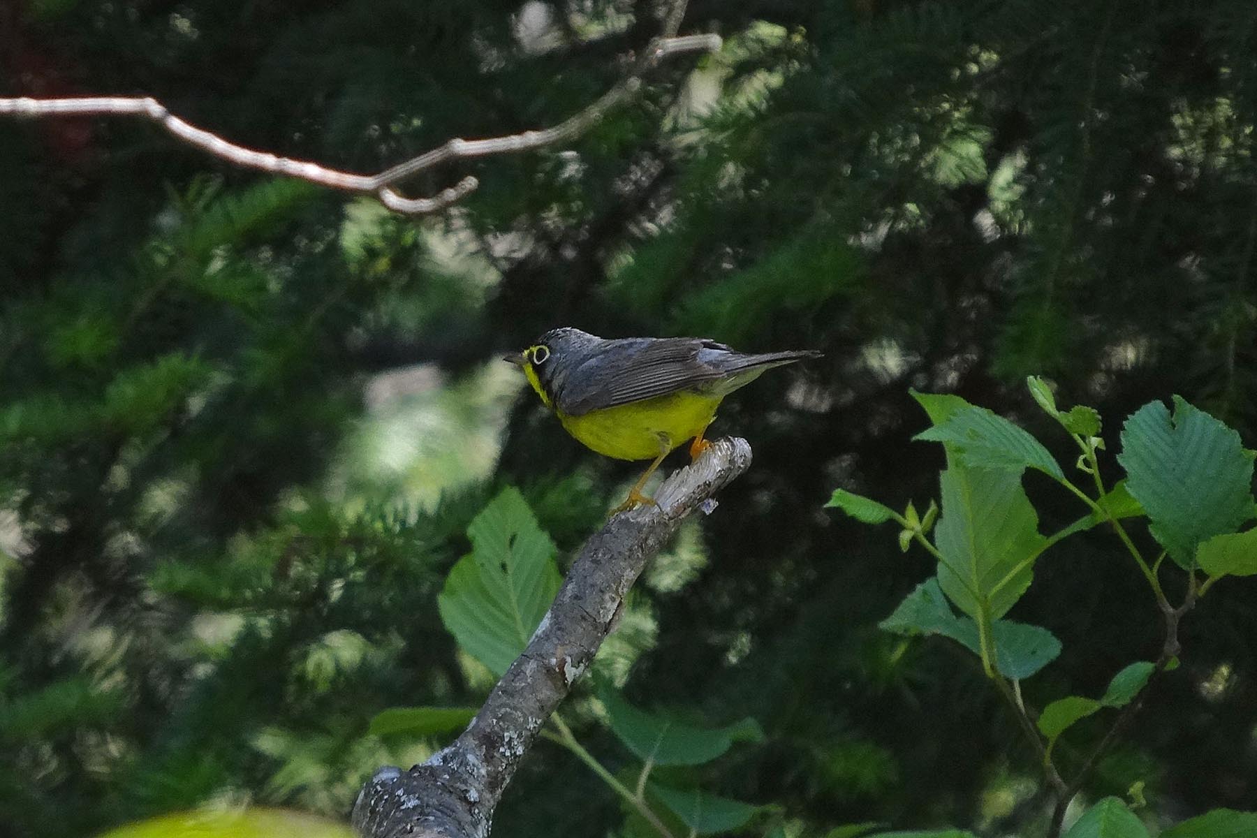 Photo of Canada Warbler