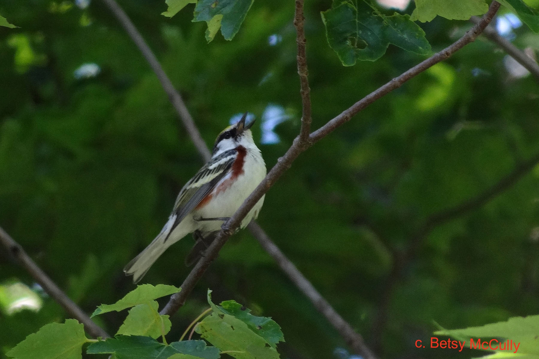 Photo of male Chestnut-sided Warbler
