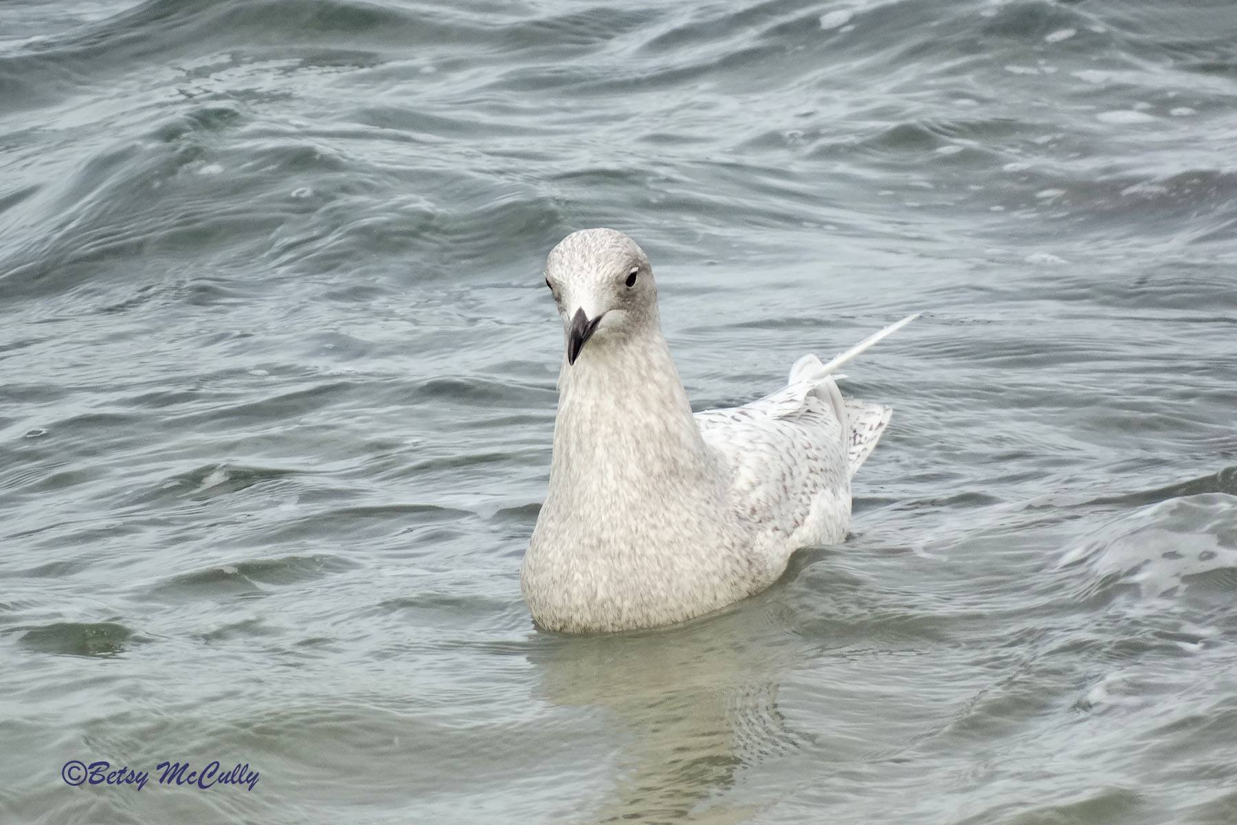 Photo of Iceland Gull